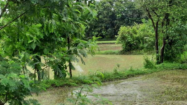 monsoon rains in gujarat, silvassa dadra and nagar haveli, kharif crop sowing by farmers monsoon rains in gujarat, silvassa dadra and nagar haveli, kharif crop sowing by farmers