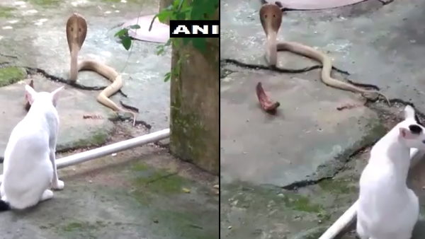घर में घुस रहा था जहरीला कोबरा