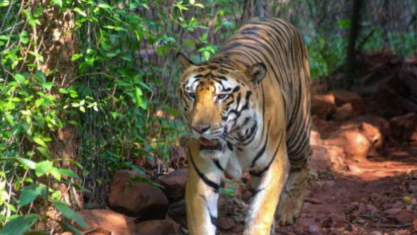 two youth lost life in tiger attack in pilibhit tiger reserve area two youth lost life in tiger attack in pilibhit tiger reserve area