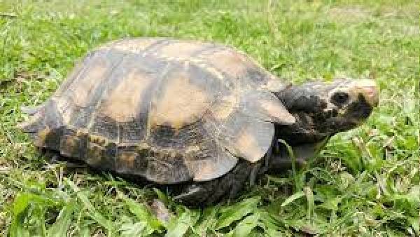tortoise tortoise