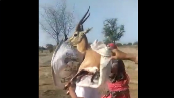 हिरण को इलाज के लिए रेस्क्यू सेंटर लेकर गए