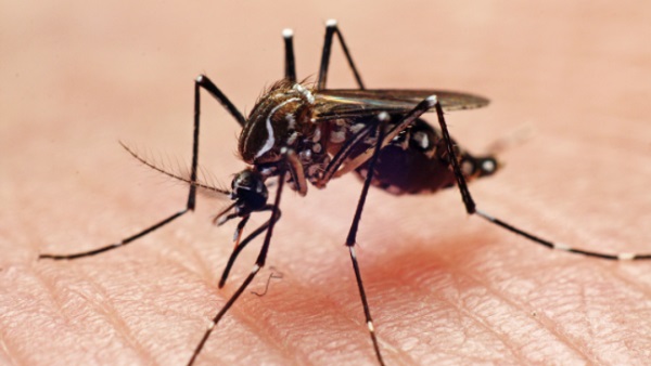 14 more cases of Zika virus detected in keralas Thiruvananthapuram 14 more cases of Zika virus detected in keralas Thiruvananthapuram