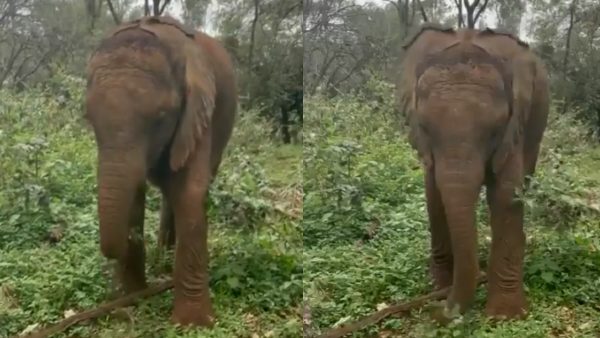 ट्विस्ट और लिफ्ट!, देखिए सूंड का कमाल