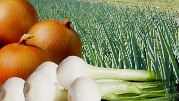 Government work on doubling the income of farmers, double benefit by cultivating onions after moong Government work on doubling the income of farmers, double benefit by cultivating onions after moong