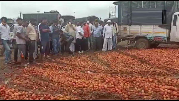 Farmers of Nashik Aurangabad throw tons of tomatoes on highways due to low procurement rates Farmers of Nashik Aurangabad throw tons of tomatoes on highways due to low procurement rates