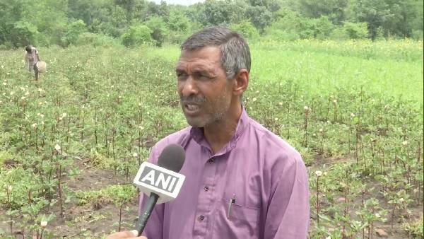 2400 रुपए में लाए लाल भिंडी के बीज
