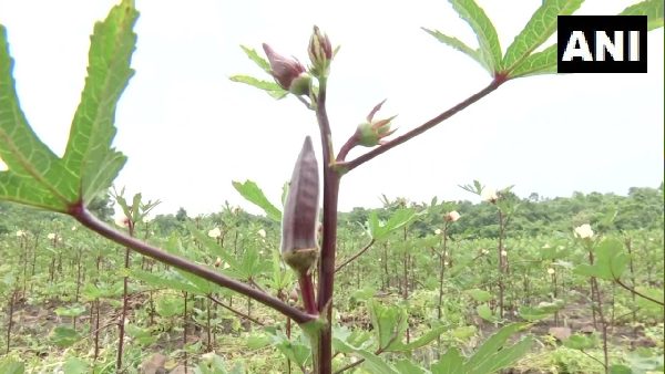न्यूट्रिशियन और हेल्थ के लिए बेहद खास