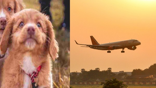 कुत्ते के लिए मालिक ने बुक किया पूरा केबिन