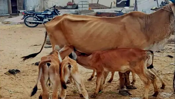 बीमार बछड़े को देखकर रोती थी गाय करुणा