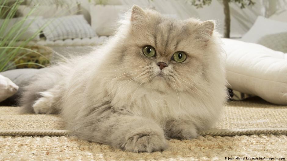 cat cat
