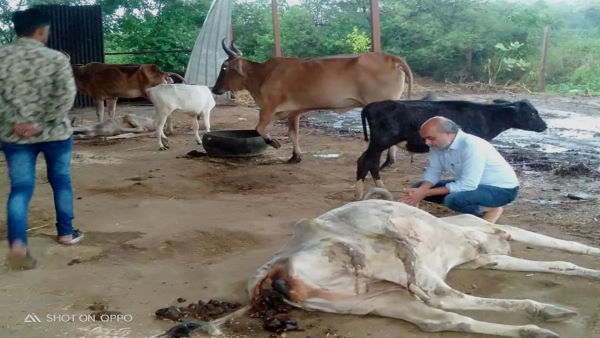 2009 से संचालित है गोशाला