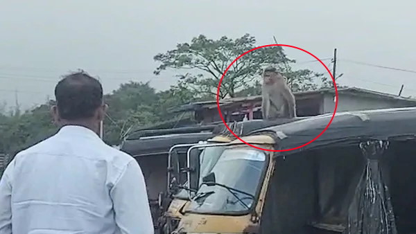 बंदर ने तय किया 22 किलोमीटर का सफर