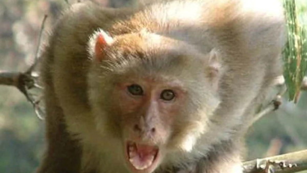 शख्स ने बंदर को पकड़ाने में की मदद