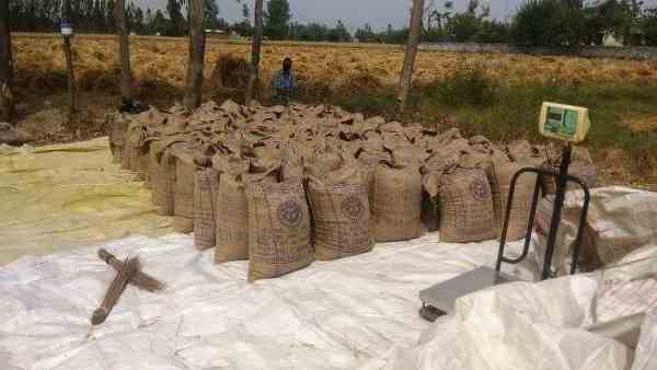 Paddy procurement will start in Uttar Pradesh from October 1 Paddy procurement will start in Uttar Pradesh from October 1