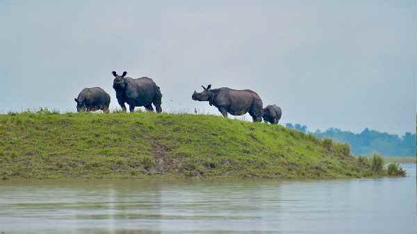 अभी तक कहां रखे हुए थे इतनी बड़ी तादाद में सींग ?