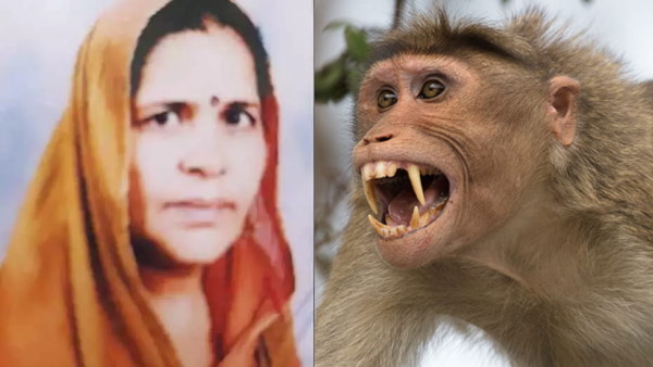 bjp leader wife lost life due to monkey in shamli bjp leader wife lost life due to monkey in shamli