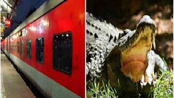 मगरमच्छ को बचाने के लिए करीब आधे घंटे रुकी राजधानी एक्सप्रेस