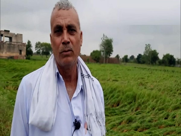 Watch Video: Paddy crops ruined due to storm rain, sowing of mustard affected also in Rohtak Watch Video: Paddy crops ruined due to storm rain, sowing of mustard affected also in Rohtak