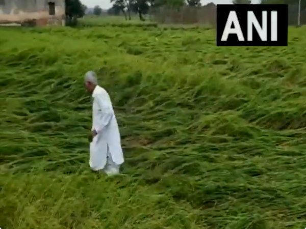Watch Video: Paddy crops ruined due to storm rain, sowing of mustard affected also in Rohtak Watch Video: Paddy crops ruined due to storm rain, sowing of mustard affected also in Rohtak