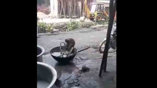 Amethi News: Monkeys wash utensils like humans outside the hotel Amethi News: Monkeys wash utensils like humans outside the hotel