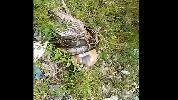 फॉरेस्ट विभाग की टीम ने पहुंचकर किया रेस्क्यू