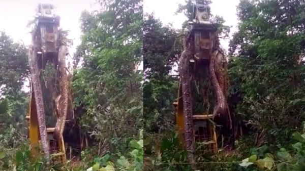 इसकी लंबाई और चौड़ाई देख सब रह गए हैरान