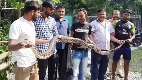 Python Python