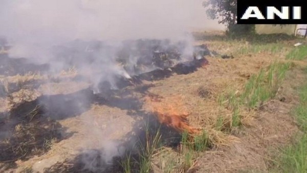 burning stubble burning stubble