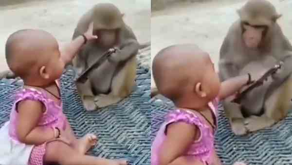 Girl tries to snatch phone from monkey