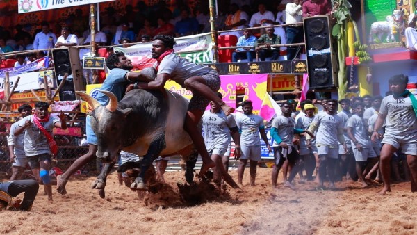 Jallikattu Jallikattu