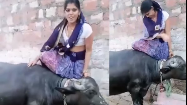भैंस के साथ वीडियो बनाना पड़ा भारी