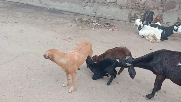बकरी के बच्चे उछल-कूद करते हुए कुतिया के पास चले गए
