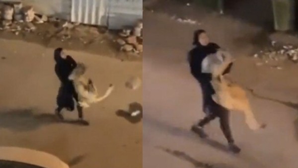 बाड़े से छूटकर शेर ने फैलाई दहशत