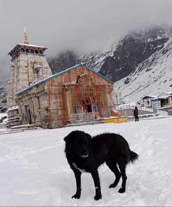 heavy snowfall in Uttarakhand: SDRF team rescued tourists, locals stranded in Dharchula heavy snowfall in Uttarakhand: SDRF team rescued tourists, locals stranded in Dharchula