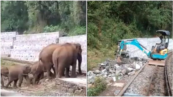 हाथियों की रेलवे पटरियों पर मशक्कत का वीडियो