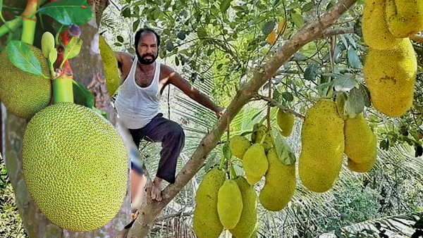 इन्हें कहते हैं लोग ‘किंग ऑफ जैक फ्रूट’
