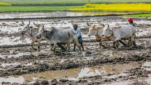 87% किसान संगठनों का साथ, फिर भी वापस लेना पड़ा कानून