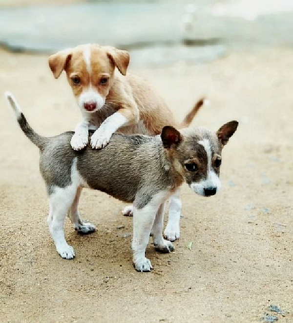Blood bank for animals Blood bank for animals