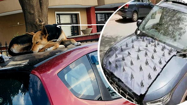 Dogs couldnt sit On the Car, because Owner put iron thorns on bonnet, worried animal lovers said- thats wrong Dogs couldnt sit On the Car, because Owner put iron thorns on bonnet, worried animal lovers said- thats wrong