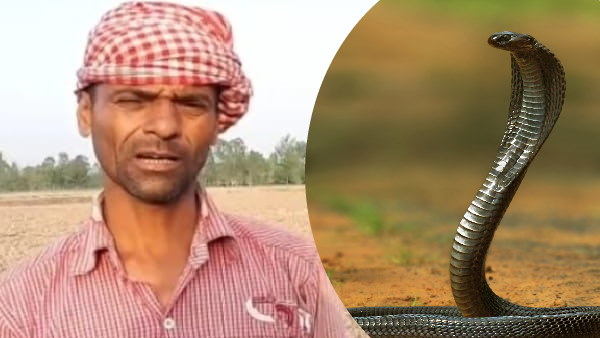 नाग को लाठी से मारकर दफना दिया था