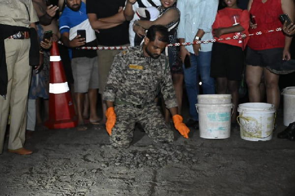 6,500 Olive Ridley turtle hatchlings were released into the sea from Goas nesting beaches 6,500 Olive Ridley turtle hatchlings were released into the sea from Goas nesting beaches