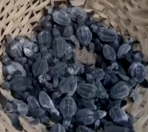6,500 Olive Ridley turtle hatchlings were released into the sea from Goas nesting beaches 6,500 Olive Ridley turtle hatchlings were released into the sea from Goas nesting beaches