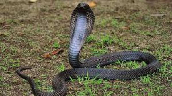 नागिन से सात महीने में सात बार युवक को डसा