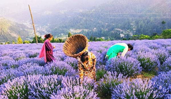 सुगंधित फसलों के अलावा जड़ी बूटियों की भी खेती