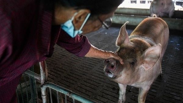pig pig