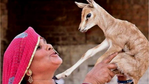 काले हिरणों की रक्षा करता है बिश्नोई समाज