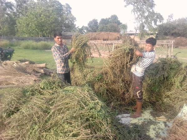 फसल आर्थिक रूप से अहम