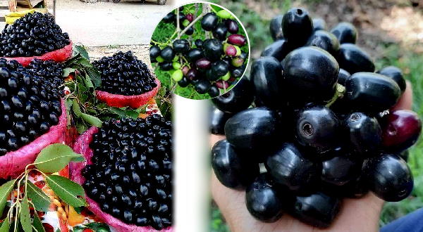 जामुन का फल / Jamun fruit or Java plum