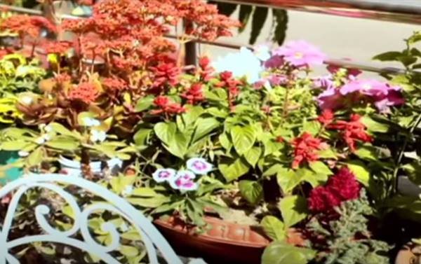 किचन गार्डन पर किसानों की पत्नियों को सुझाव