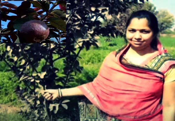 थाइलैंड की प्रजाति वाले अमरूद की खेती